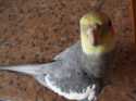 A oto moja kochana papużka - Filip. Nimfa, która kocha gadac i bardzo dużo mówi :)